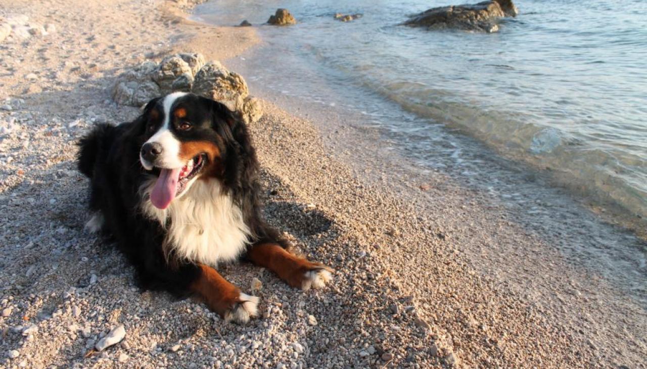 Beach for dogs - Crikvenica