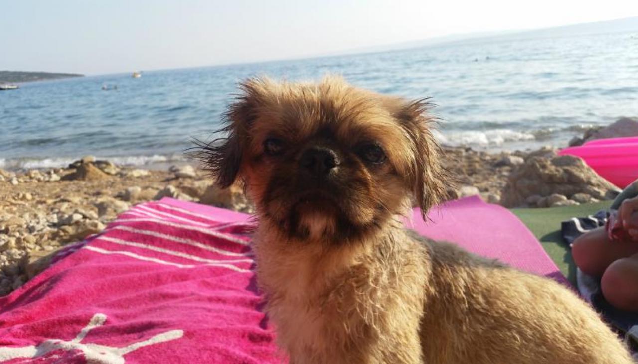 Plaże dla psow - Malinska