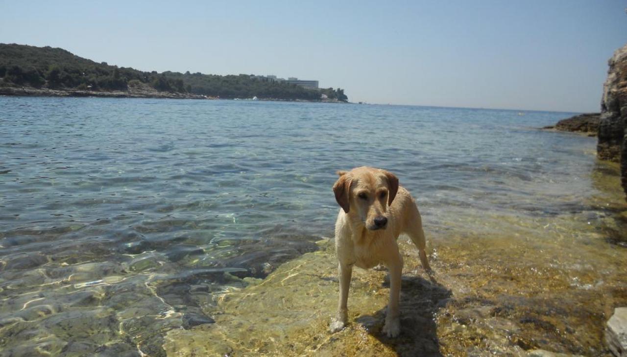 Beach for dogs - Verudela