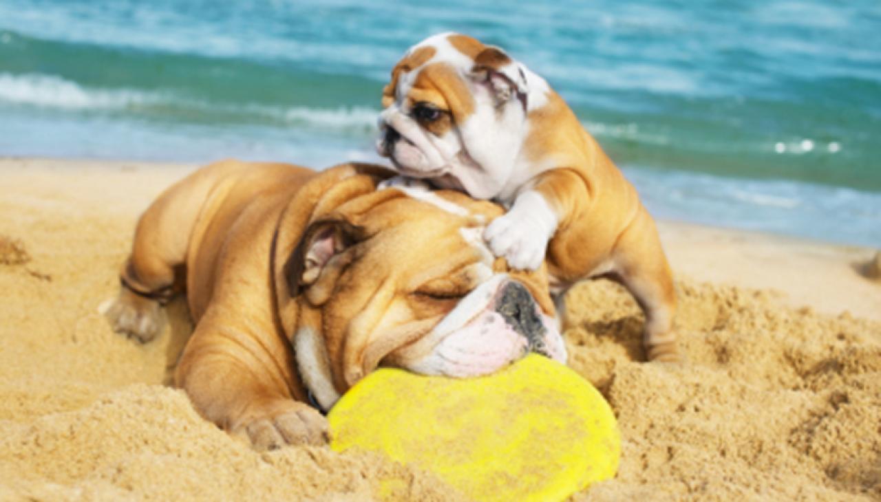 Plaże dla psow