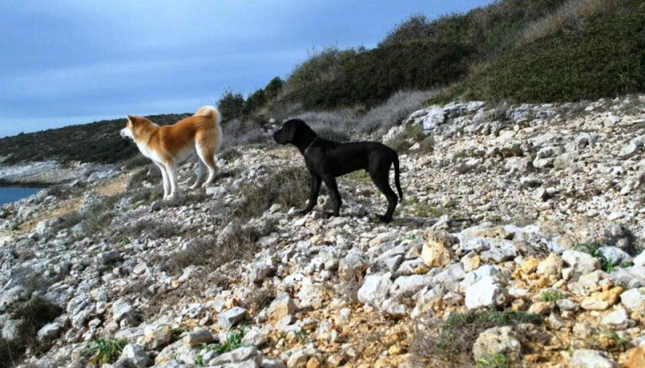 Strand kutyáknak