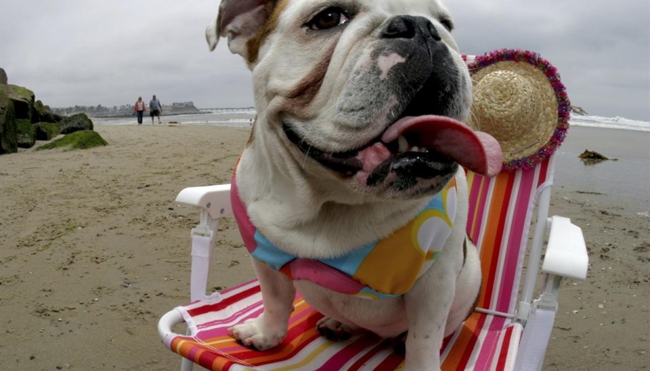 Plaże dla psow